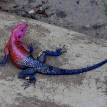 Colorful Lizard in Tabora